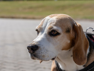 beagle dog portrait