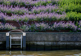 Flower beds along canal