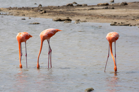 Drei Flamingos im See
