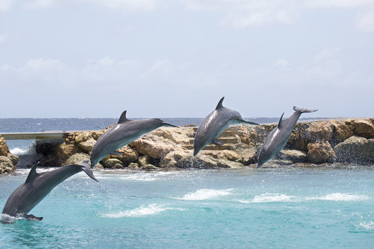 Vier Delfine machen Luftsprung