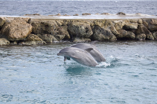 Zwei Delfine springen aus Meerwasser