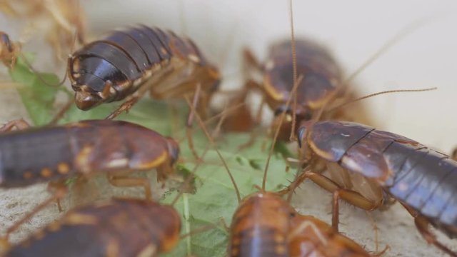 The problem in the house because of cockroaches living in the kitchen.