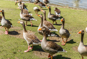 Group of brown ducks walk near a river