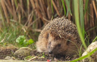 Igel