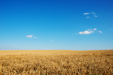 Golden wheat field with blue sky in background