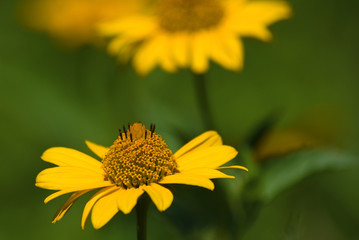 beautiful, yellow flower in the garden on blurred background