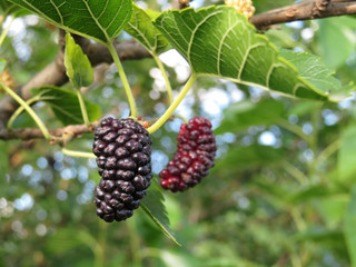 Ripe mulberry berries on a branch. Black and red mulberry with green leaves