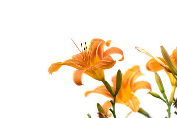 isolate of lily flowers on white background