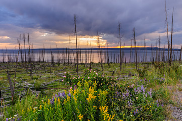 Obraz premium Dead Tree Trunks resulting from a forest fire backlit by the setting sun across lake Yellowstone: Yellowstone National Park, Wyoming. 