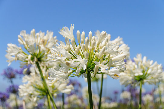 A field of Ithuriel's spear, Triteleia laxa, in bloom in mid summer on the central California Coast