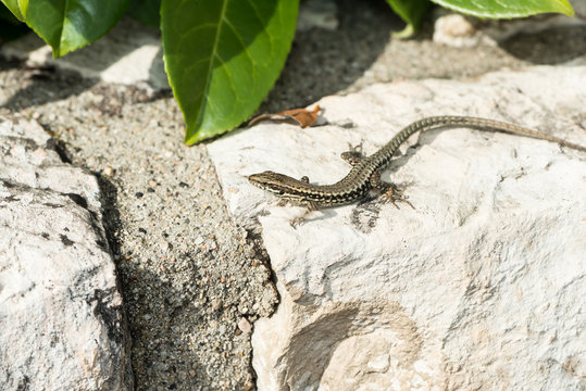 Zauneidechse auf der Gartenmauer
