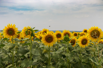 Bright blooming sunflowers meadow. Yellow sunflowers with green leaves closeup. Field of sunflowers. Sunny summer landscape. Agriculture and farm background. Countryside concept. 
