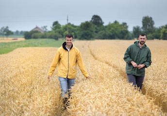 Naklejka na ściany i meble Farmers walking in wheat field