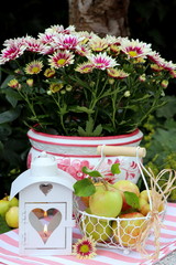 Gartendekoration mit Äpfeln, Laterne und Chrysantheme