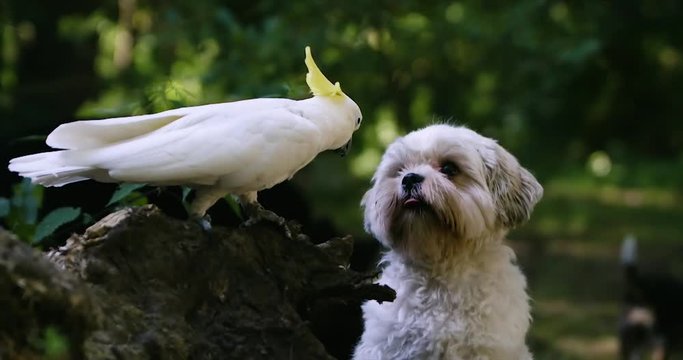 cockatoo kissing a little white hairy dog 2