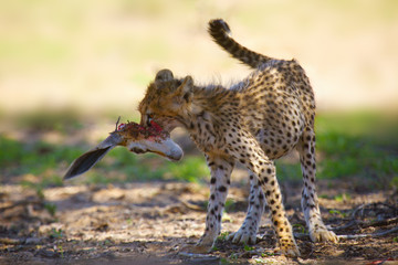 The cheetah cub (Acinonyx jubatus), also known as the hunting leopard. Young cheetah with the head of the antelope in the jaws. Cheetah cub with prey - springbok.