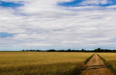 Fototapeta premium A panoramic view of the wheat fields in the Lincolnshire countryside