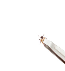 health danger - disease-carrier ticks