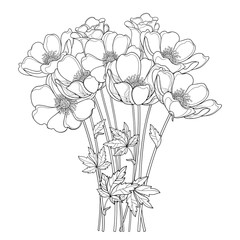 Vector hand drawing bouquet with outline Anemone flower or Windflower, bud and leaf in black isolated on white background. Ornate contour Anemones for spring or summer design or coloring book.