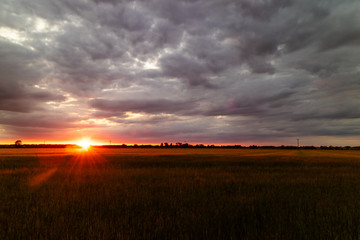 A view of the wheat fields in the Lincolnshire countryside at sunset
