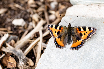 A Small Tortoiseshell butterfly covered in pollen in the summer