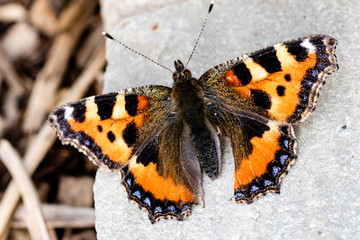 A Small Tortoiseshell butterfly covered in pollen in the summer