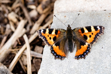 Fototapeta na wymiar A Small Tortoiseshell butterfly covered in pollen in the summer