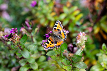 A Small Tortoiseshell butterfly covered in pollen resting on some green plants in the summer