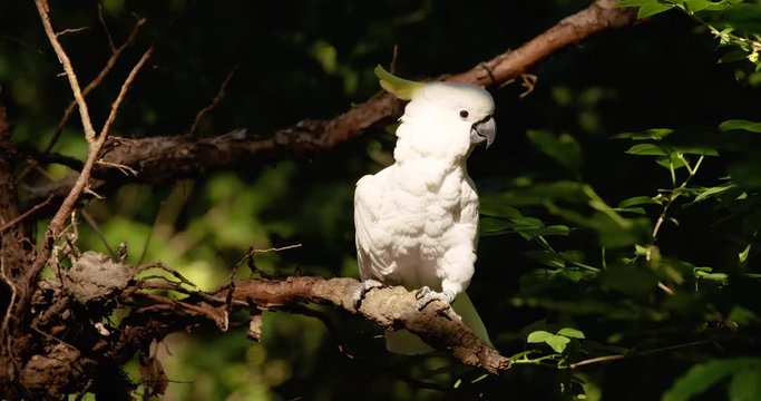 cockatoo parrot in the forest