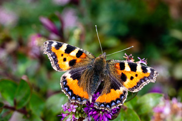 A Small Tortoiseshell butterfly covered in pollen resting on some green plants in the summer