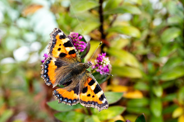 Fototapeta na wymiar A Small Tortoiseshell butterfly covered in pollen resting on some green plants in the summer