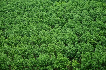 Fototapeta na wymiar Top view of rubber tree and leaf plantation : Thailand