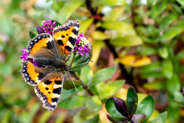 Obraz premium A Small Tortoiseshell butterfly covered in pollen resting on some green plants in the summer