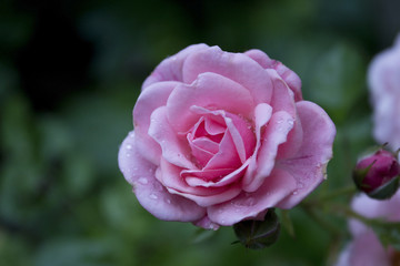 Pink Rose