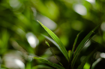 Closeup nature view of green leaf on blurred greenery background in garden with copy space using as background natural green plants landscape, ecology, fresh wallpaper concept.