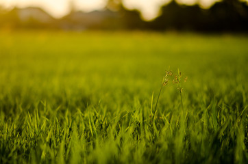 meadow  in a fild at the sunset.