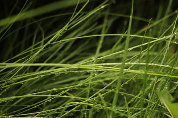 beautiful long green grass