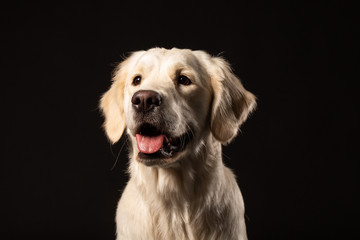 Beautiful beige Labrador retriever dog sitting in front of black background