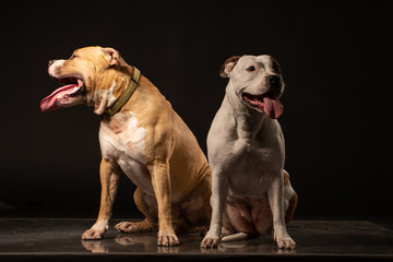 Two American Staffordshire Terrier Dogs Sitting together and touching paws on Isolated Black Background