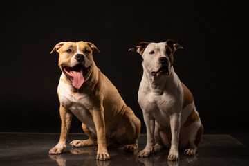 Two American Staffordshire Terrier Dogs Sitting together and touching paws on Isolated Black Background