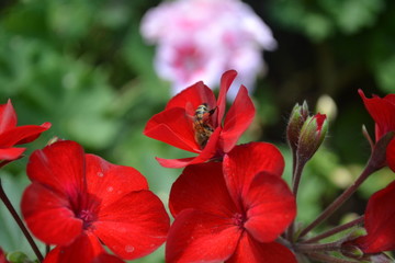 bee flower, a flying bee, wasp, honey, an insect, red, nature, plant, hibiscus, garden, poppy, green, flora, bloom, beauty, summer, blossom, flowers, macro, floral, petal, beautiful, geranium