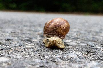 Schnecke im Portrait