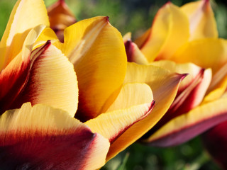 red-yellow tulips on a sunny spring morning