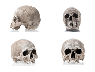 Human skulls isolated on white background with reflections. Side and front views collage set....