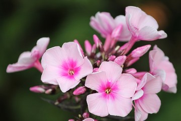 Obraz na płótnie Canvas rosa Blüten des Phlox