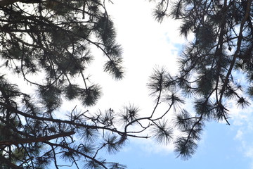 tree, winter, sky,  pine, spruce, nature, trees, snow, forest, branch, landscape, cold, white, blue, season, ice, silhouette, plant, clouds, wood, branches, spring, autumn, frost, frozen, pine, 