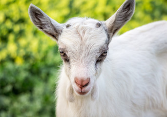 Portrait of a young goatling on a green blurry background. Breeding goats on the farm_