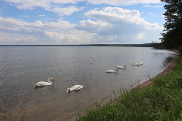 swan, bird, water, lake, white