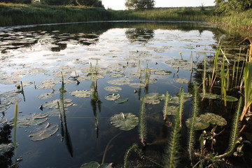 Rośliny porastające staw © Monika