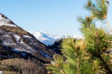 View of the snow-covered mountains next to the pine